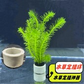 水草固定神器沉底环定植环陶瓷盆底座陶瓷环绵定植篮玻璃瓶