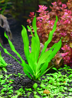 懒人水草水族箱鱼缸造景真水草皇冠-迷你绿九冠/盆3棵前中景草