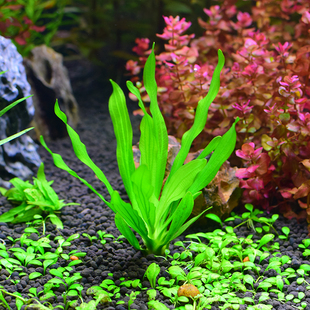 懒人水草水族箱鱼缸造景真水草皇冠-迷你绿九冠/盆3棵前中景草