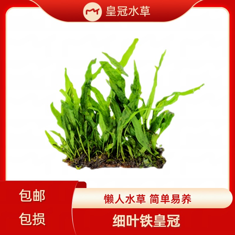 皇冠细叶铁皇冠鱼缸水草活体植物淡水九冠可捆绑懒人水草包邮水族