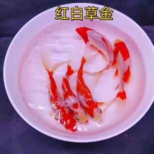 观赏鱼红白草金鱼大型10-20cm淡水耐活冷水好养活家养鱼红白鲫鱼
