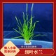 真水草大水兰小水兰扭兰龙舌兰赖养前后景新手鱼缸造景水韭菜包
