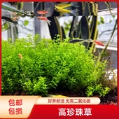 日本高珍珠珍珠草无菌杯水草懒人活体阴性淡水中后景鱼缸造景