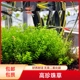 日本高珍珠珍珠草无菌杯水草懒人活体阴性淡水中后景鱼缸造景