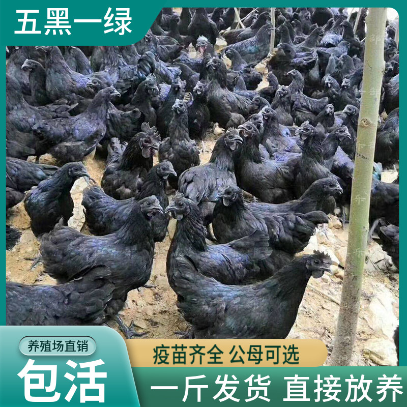 脱温半大五黑鸡活苗五黑一绿小鸡仔绿壳下蛋鸡一斤乌骨鸡成年纯种_虎窝淘