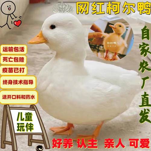 宠物鸭柯尔鸭活物网红鸭子活苗小黄鸭科尔鸭幼仔可达鸭好养活学生