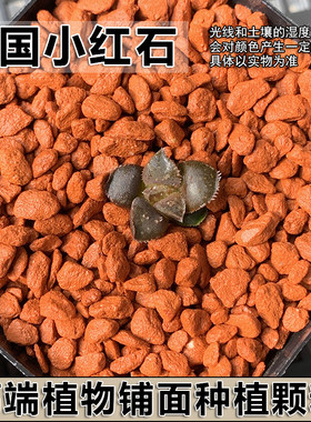 德国小红石高端植物种植铺面通用