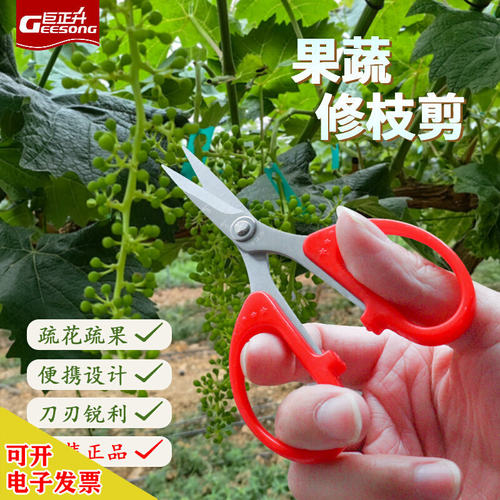 小剪刀修花枝蔬果专用水果店乌梅剪干果家用叶芽剪子采摘花椒葡萄