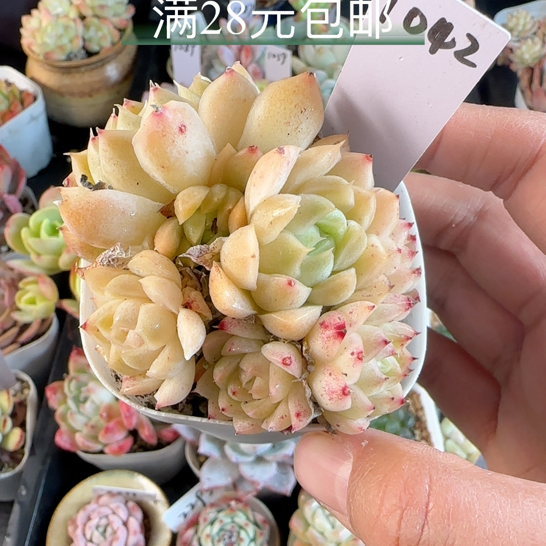 麦秆1042 散群带盆发,鲜花速递/花卉仿真/绿植园艺,多肉植物,淘宝优惠券,粉丝福利购,淘宝优惠卷