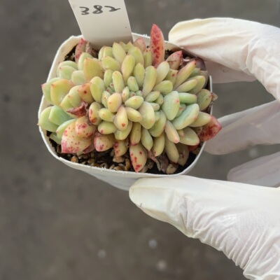 凌雪朵朵282 盆口6.3cm 3月6日直播 28包邮