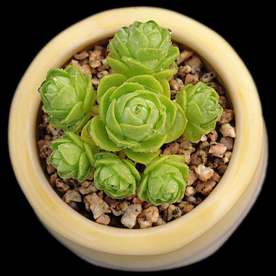 【一物一拍】山地玫瑰满28包邮