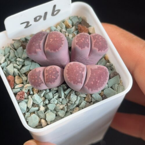 紫李夫人2016 花盆5cm带盆发 6月24日直播 28包邮