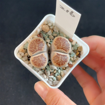 菊纹章216 血管纹路 双头母本 带盆发 满28包邮 直播链接