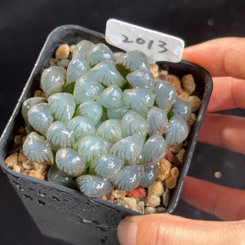 OB1玉露2013 花盆7cm带盆发 7月19日直播 28包邮