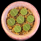 绿光阳菊纹章多肉植物新手小盆栽28 精品生石花 包邮 一物一拍