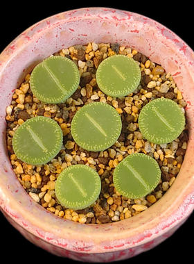 【一物一拍】生石花番杏科屁股花