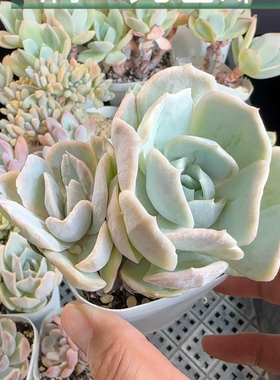 蓝色惊喜石花2453