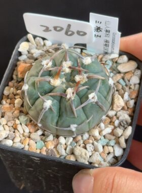 三枪玉2060 花盆6.3cm带盆发 9月3日直播 28包邮