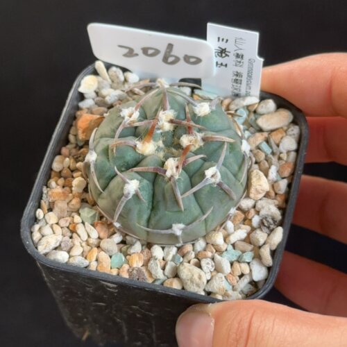 三枪玉2060 花盆6.3cm带盆发 9月3日直播 28包邮