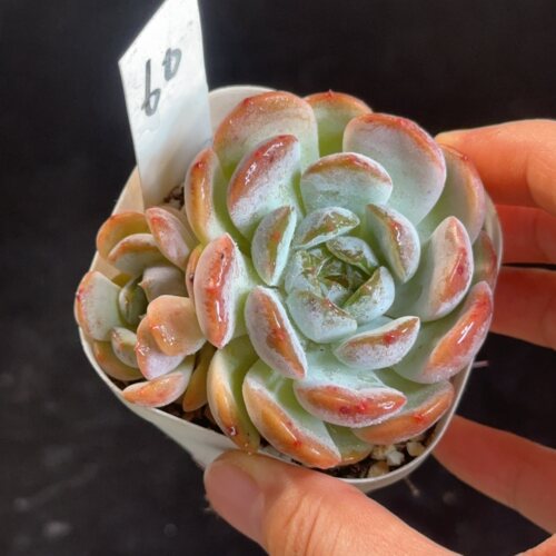 红色恋人60 花盆6.3cm 8月25日直播 28包邮