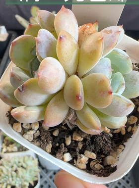 红色恋人1098