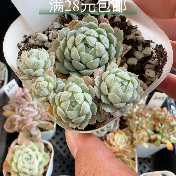 羊脂球291 带盆发