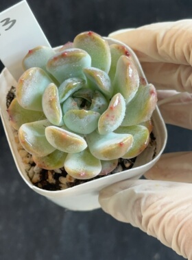 红色恋人13 花盆6.3cm 5月22日直播 28包邮