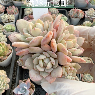 静雪404 可能会散