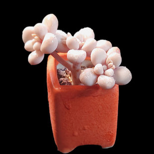 艾伦小杆子群生粉色控养多肉植物新手阳台小盆栽绿植 一物一拍