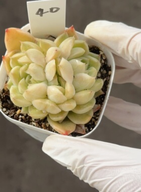 麦秆40 6.3cm花盆 3月6日直播 28包邮