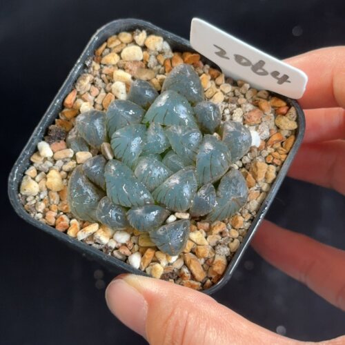OB1玉露 2064 花盆6.3cm带盆发 7月19日直播 28包邮