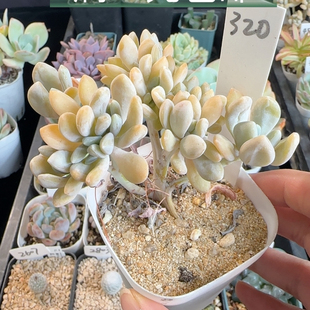 醉美人320