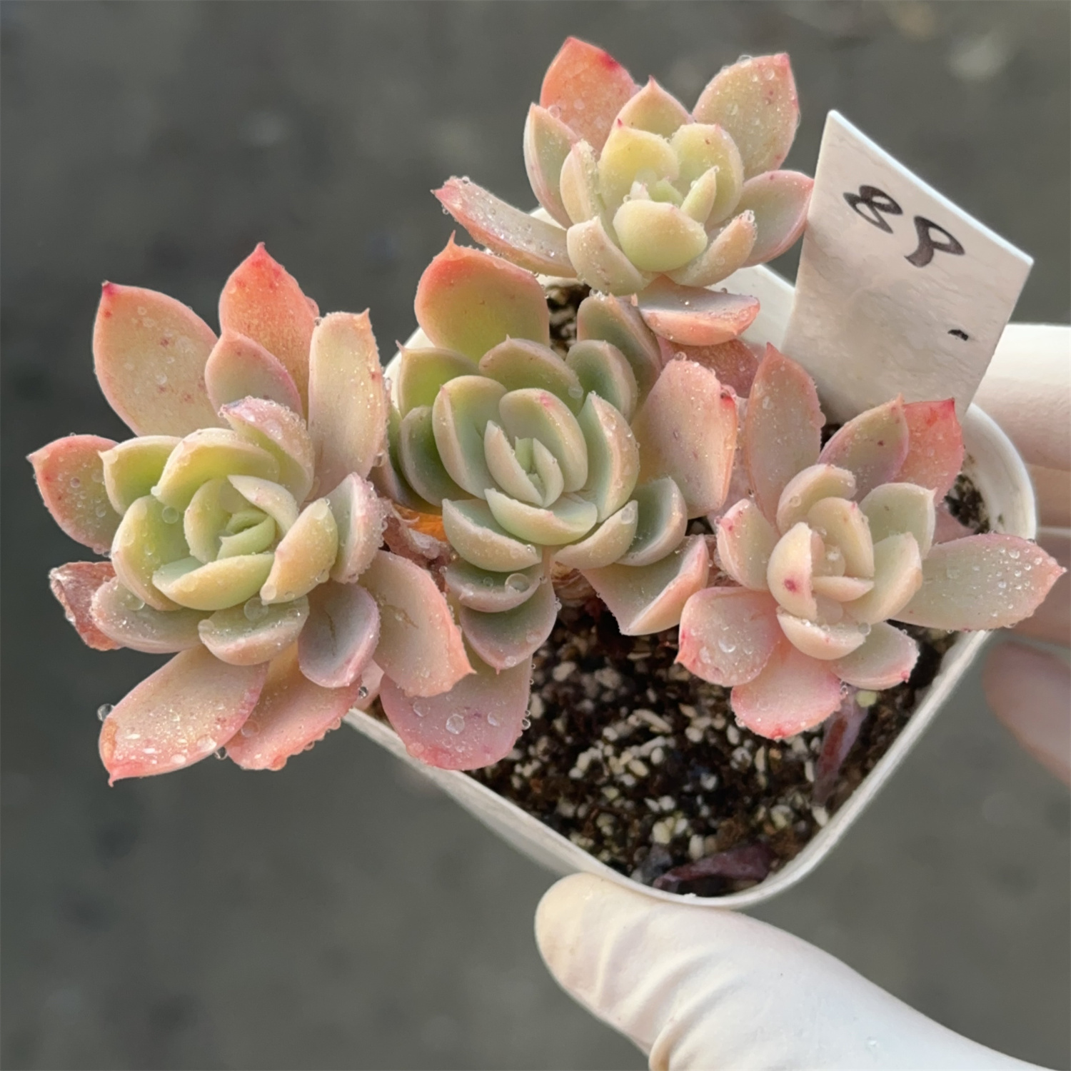 丝绸面纱89  有砍 满28包邮 直播链接