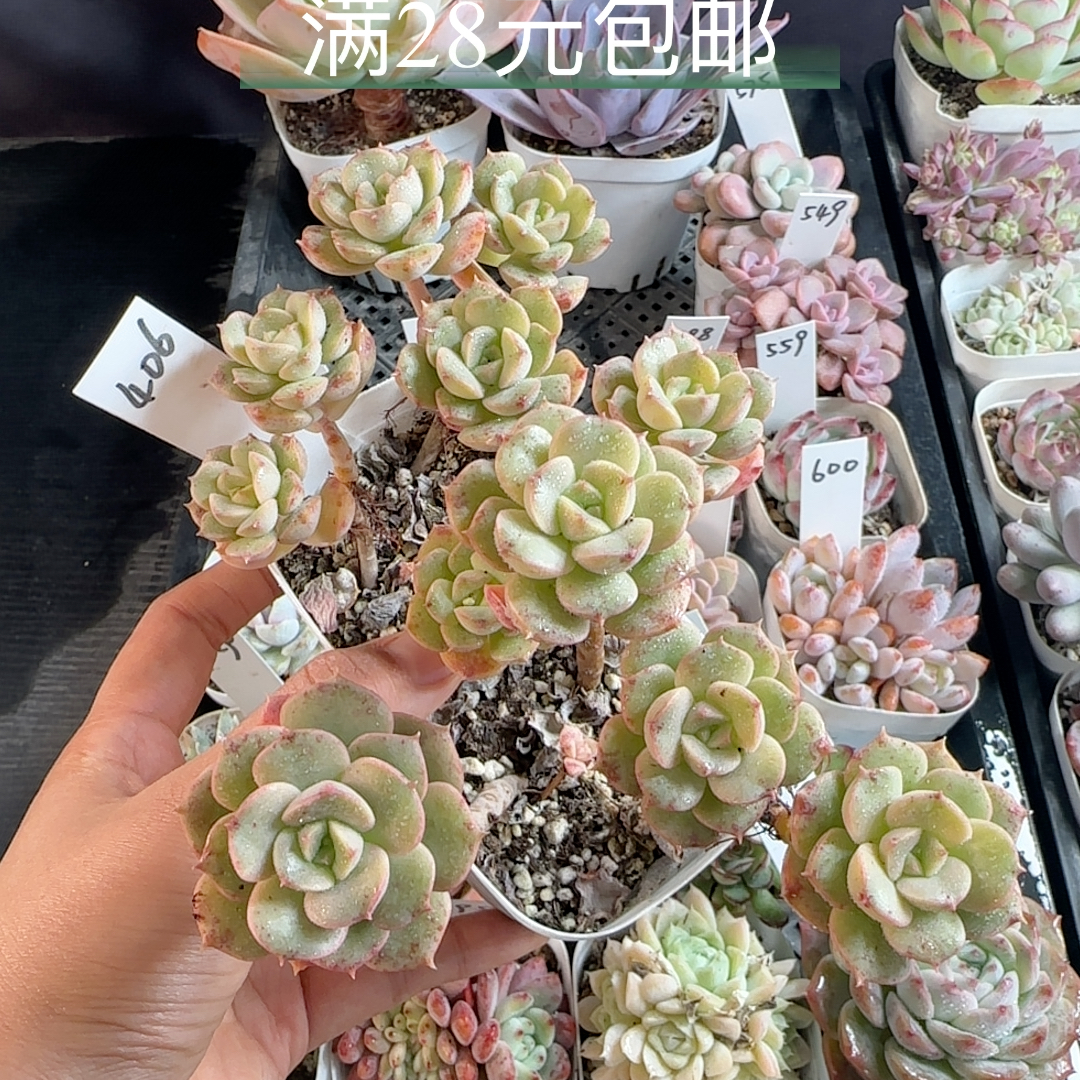 妮可莎娜散群两盆406