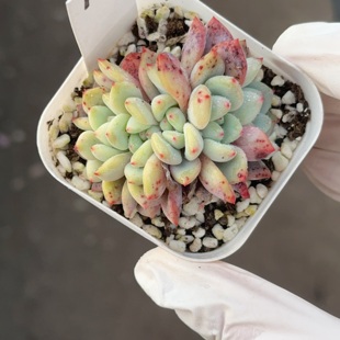 凌雪朵朵12 盆口6.3cm 1月31日直播 28包邮