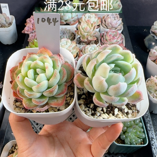 莎莎女王+双子贝瑞1044