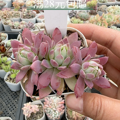 红蔓莲957 带盆发