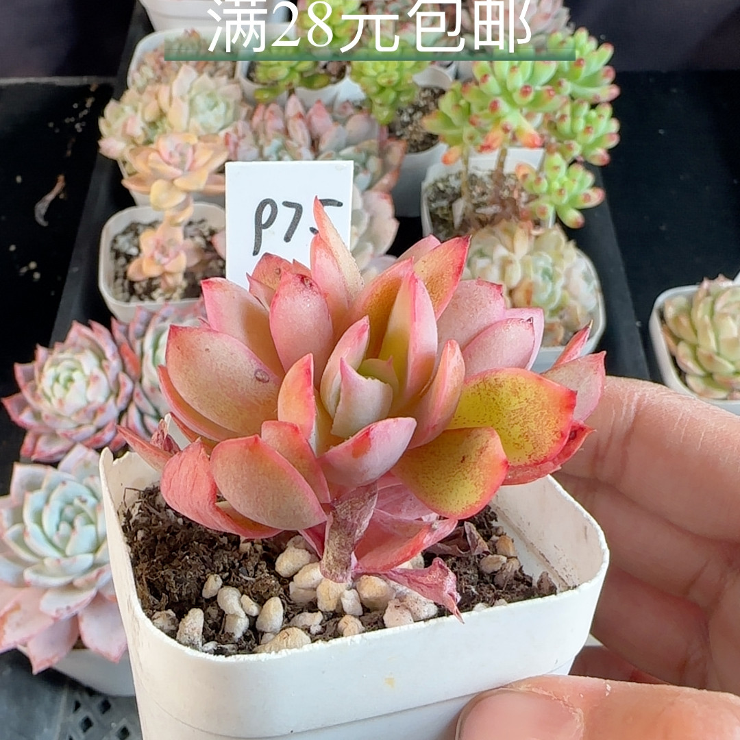 绮罗975,鲜花速递/花卉仿真/绿植园艺,多肉植物,淘宝优惠券,粉丝福利购,淘宝优惠卷