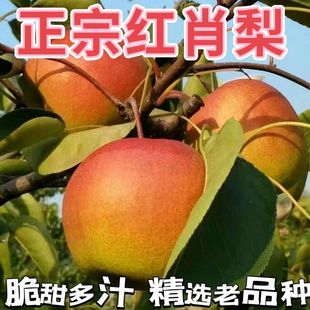 红梨北京市平谷区正宗红肖梨脆甜多汁当季新鲜孕妇水果整箱大果