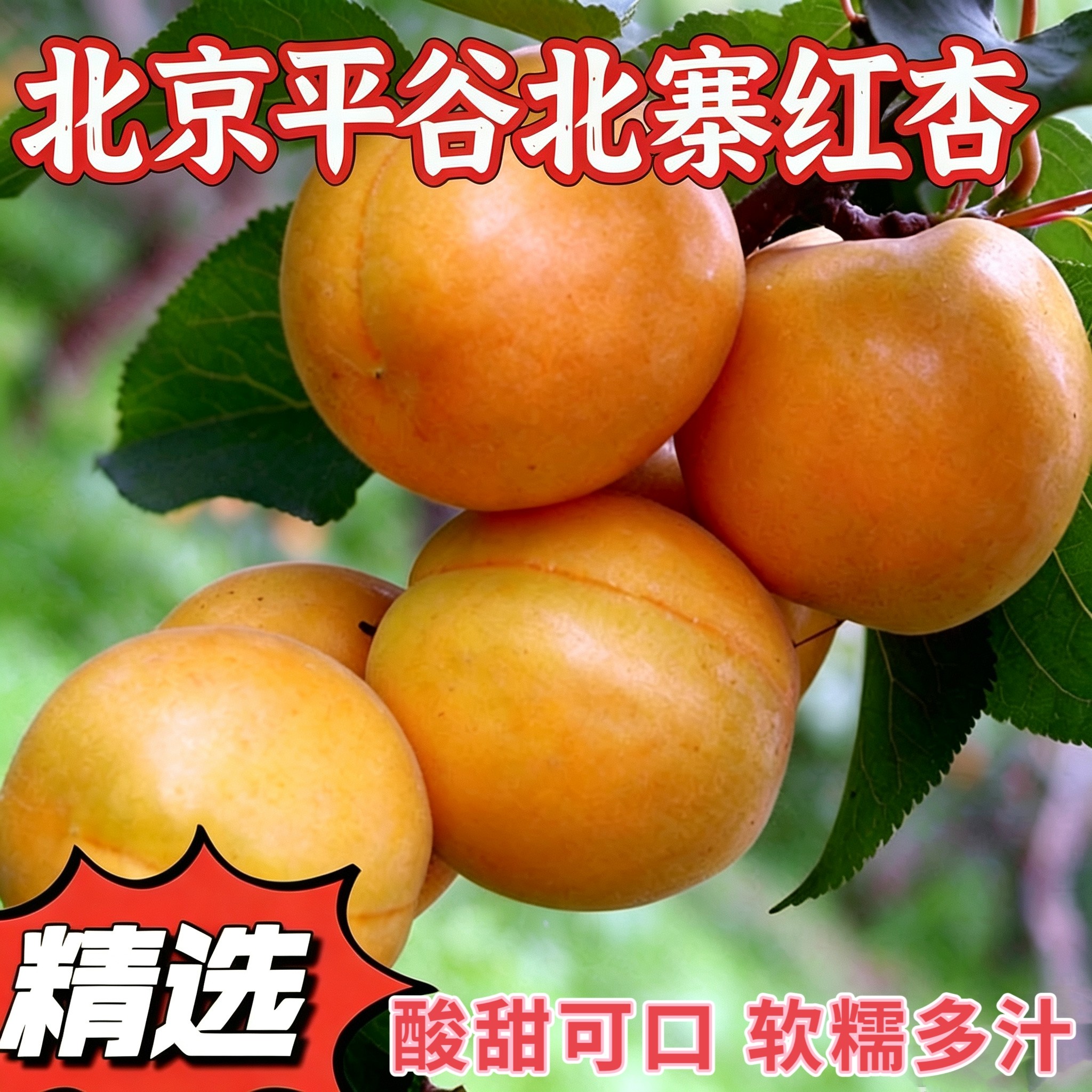 北寨红杏北京平谷区红杏当季新鲜孕妇水果酸甜可口软糯多汁大红杏