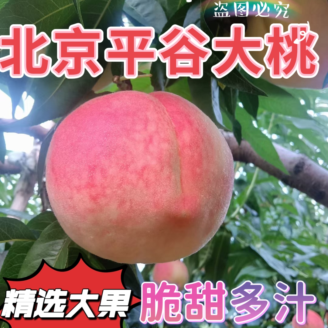 桃子正宗北京平谷大桃水蜜桃现摘老久保14号9号当季新鲜孕妇水果
