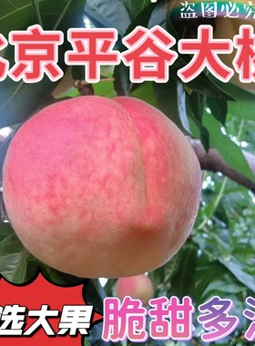 桃子正宗北京平谷大桃水蜜桃现摘现发当季新鲜孕妇水果平谷鲜桃