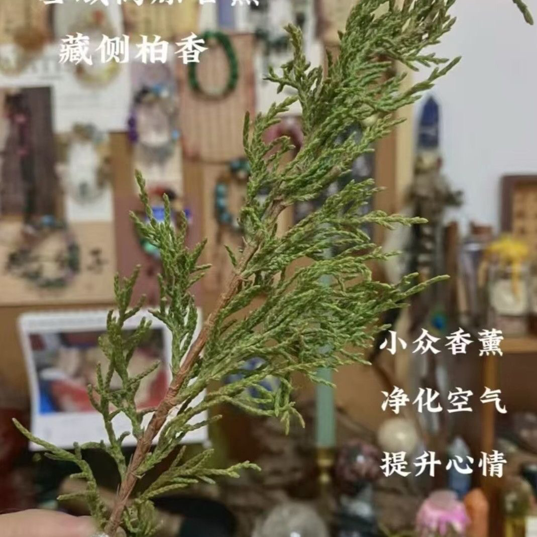 藏香侧柏叶天然香柏新鲜柏香枝香薰树枝净化火供浓香型藏香正品