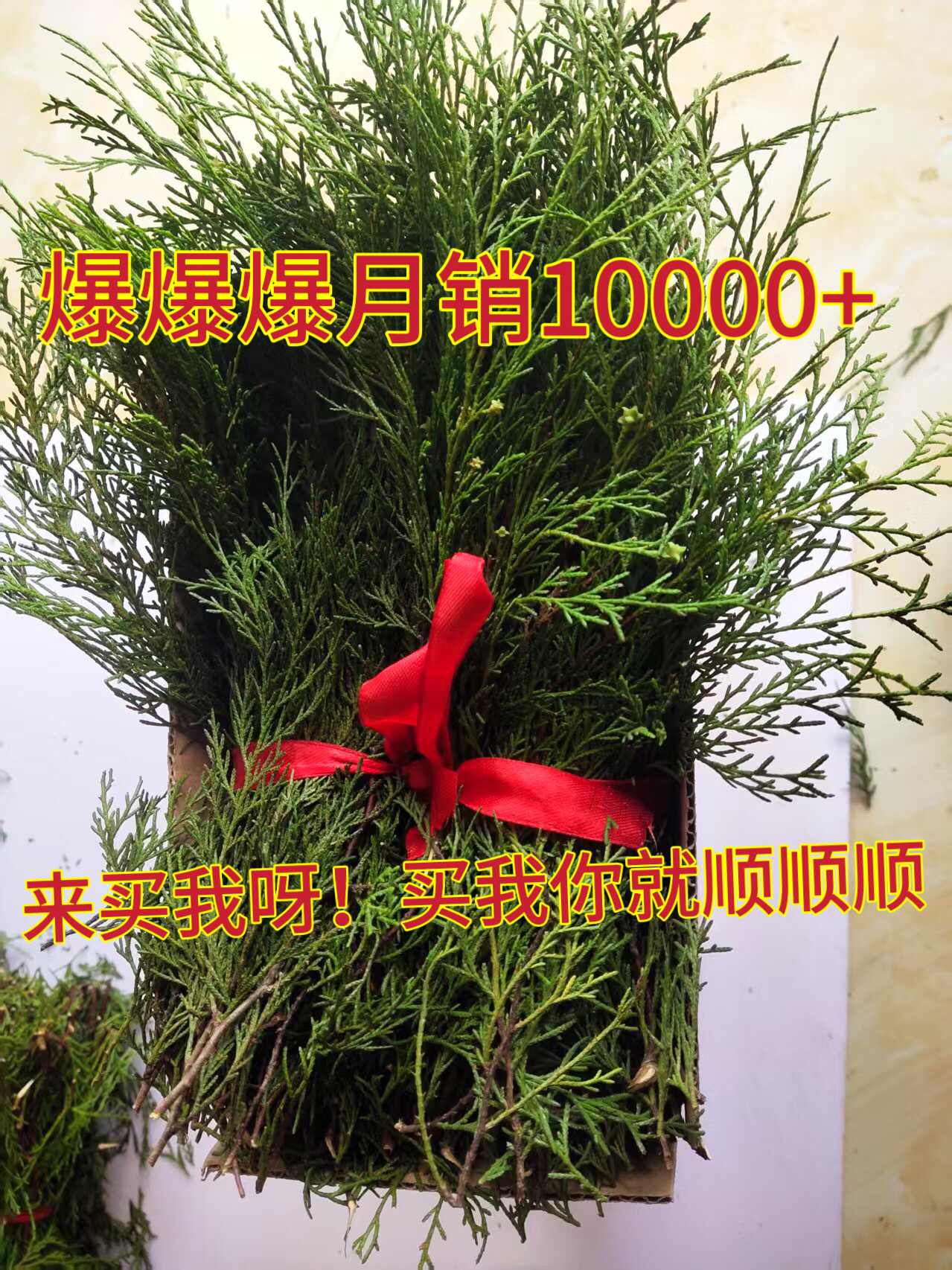 桑烟供侧柏叶天然香柏新鲜柏香枝香薰树枝净化火供浓香型藏香正品