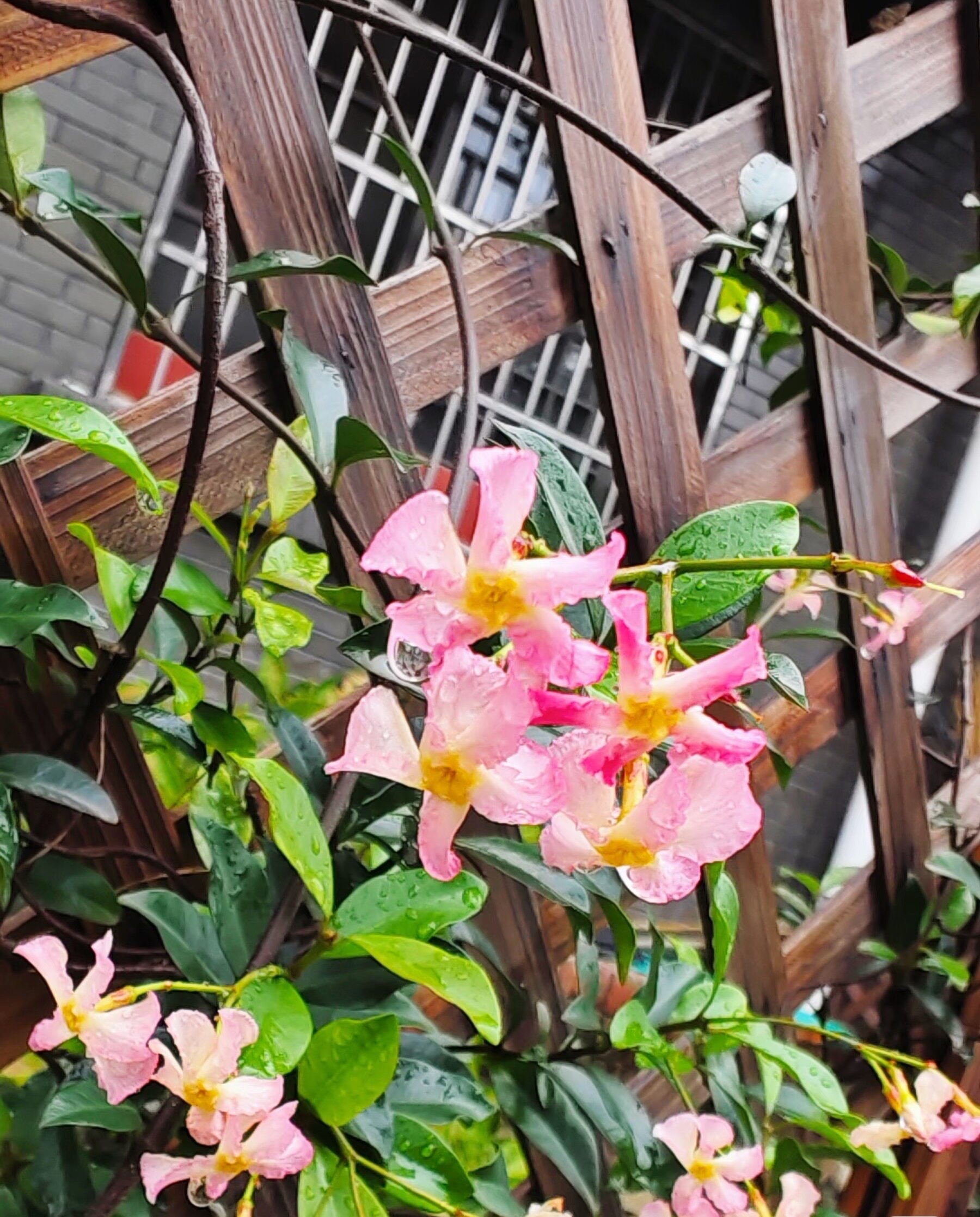 粉色风车茉莉 浓香爬藤植物 庭院阳台四季常青四季开花