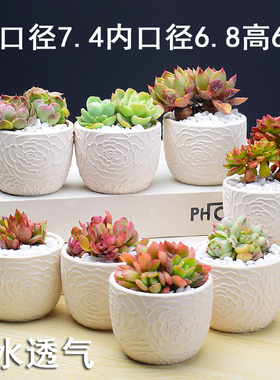 工厂直销白陶吸水透气多肉花盆套装素烧精雕玫瑰可爱肉肉拇指盆