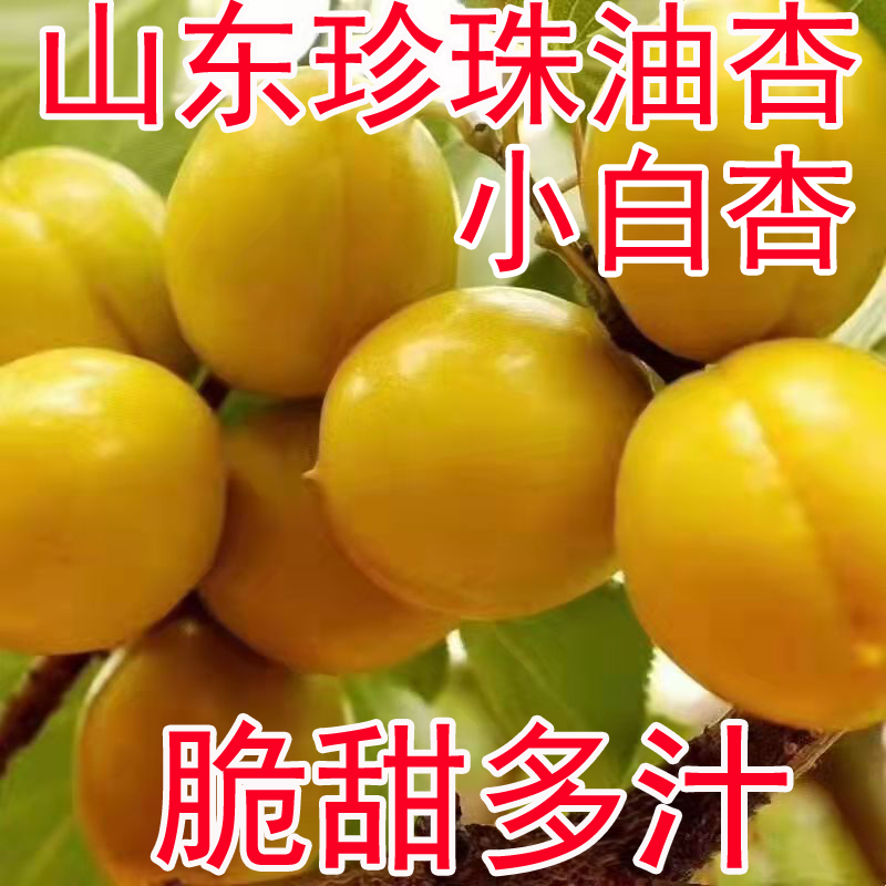 山东现摘现发新鲜珍珠油杏纯甜小白杏应季黄杏非新疆水果整箱5斤