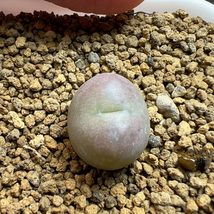 将Ｘ吕1.3至少150