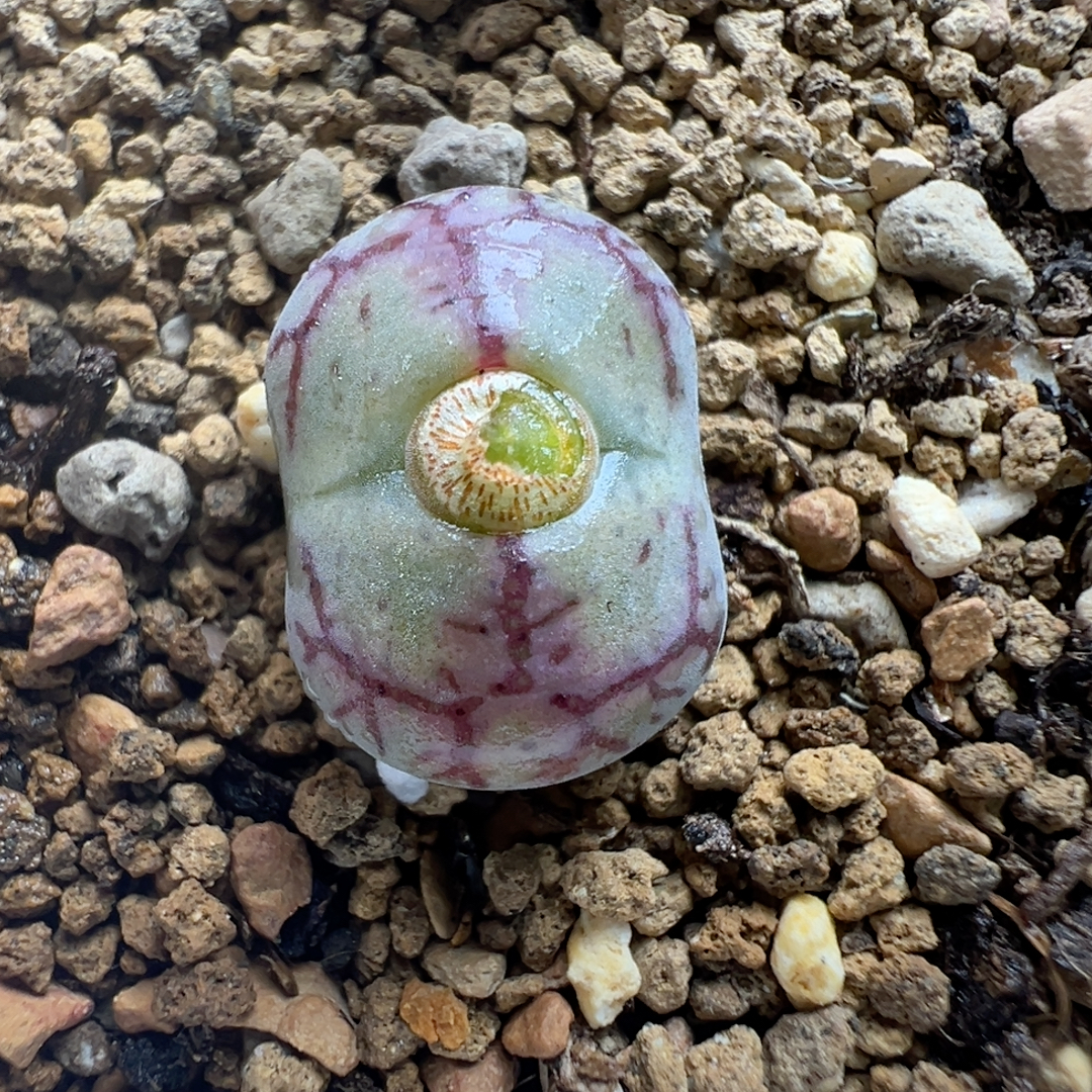 超爱八重墨杂1.5