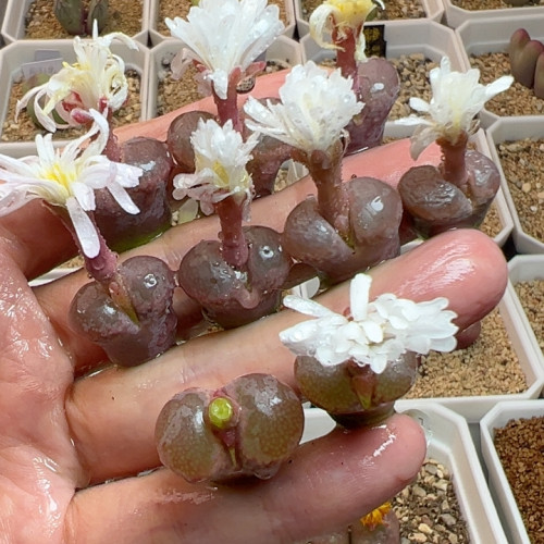 c10同款白花